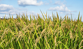 Efforts to Reduce Food Waste and Loss