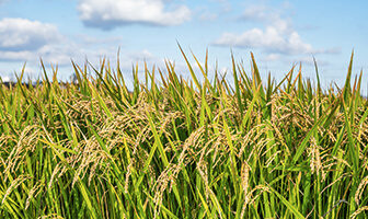 Food Loss and Waste Reduction