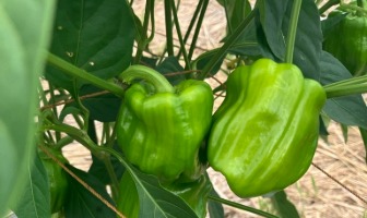 Development of Locally Rooted Products Using Traditional Vegetables and Regional Ingredients (Botan Kosho Pepper from Northern Nagano)