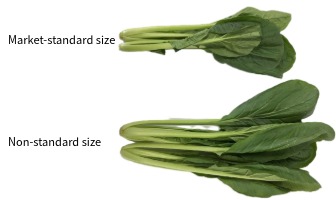 Food Loss Reduction Through the Use of Non-standard-Sized Komatsuna