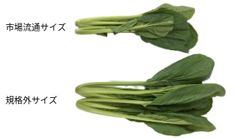 規格外サイズの農産物の活用によるロス削減(小松菜)