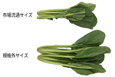 規格外サイズの農産物の活用によるロス削減(小松菜)